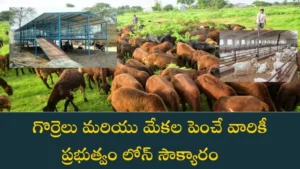 Goat-Farming Subsidy